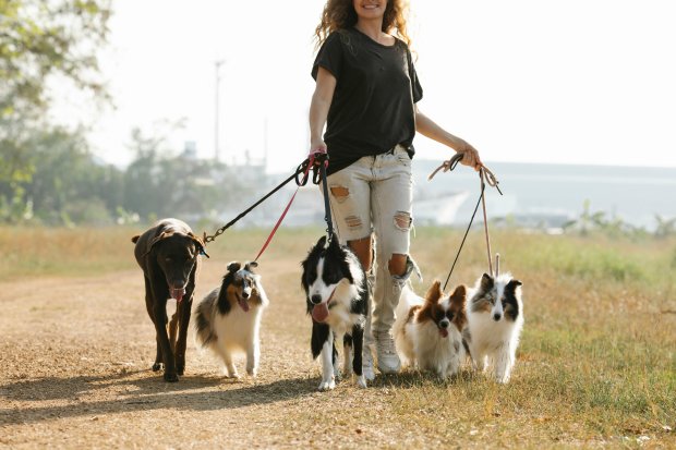 dog walker